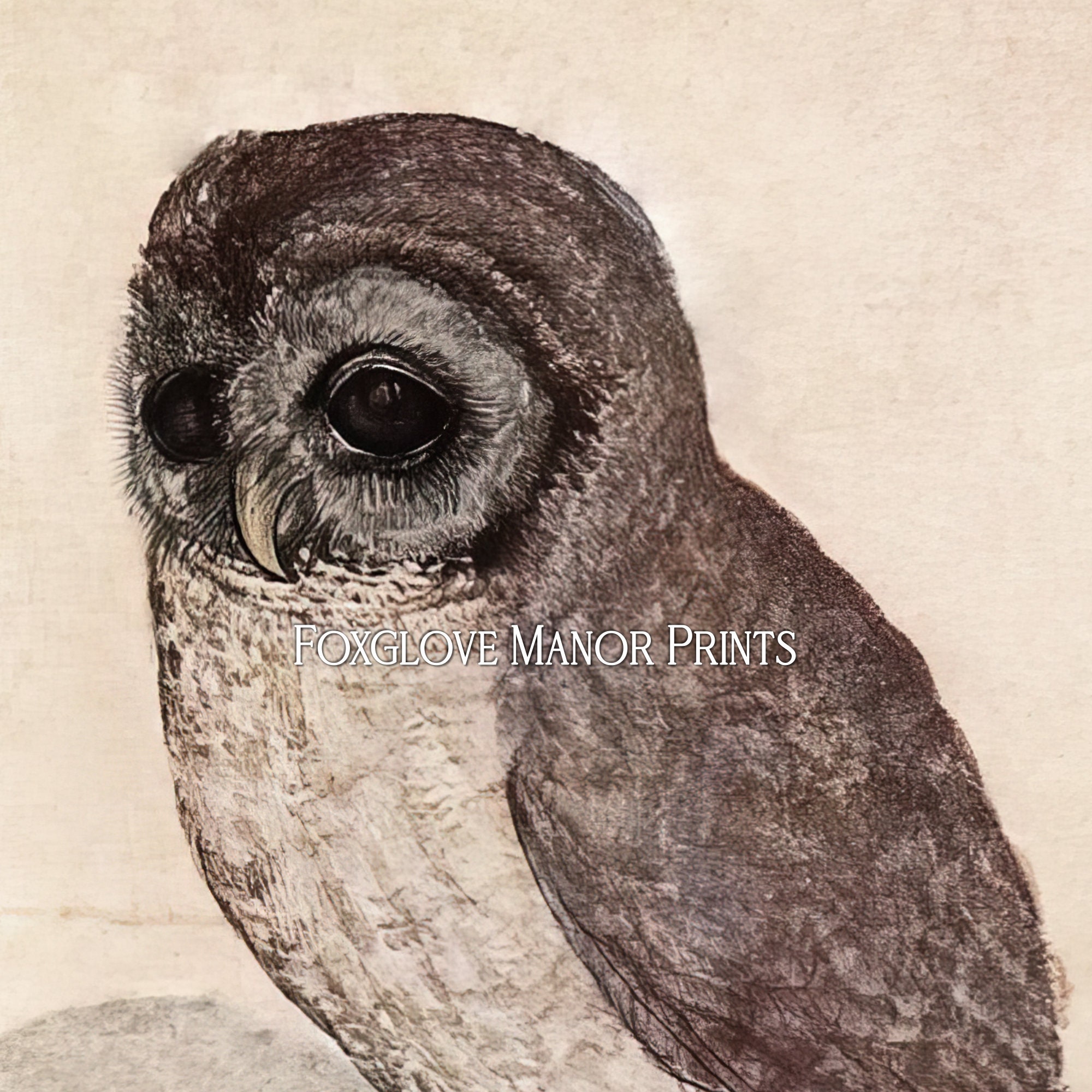 Dark Academia Owl Art Print, Gothic Aesthetic, Moody Wall Art, Digital ...