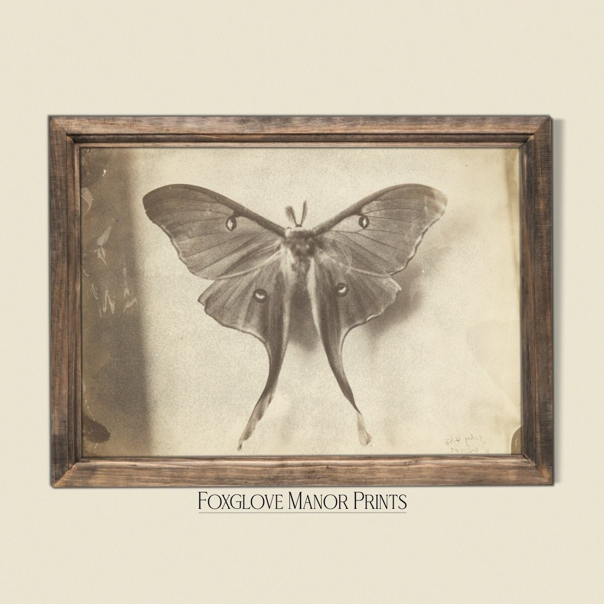 Vintage Luna Moth Wall Art | Digital Printable Download | Dark Academia ...