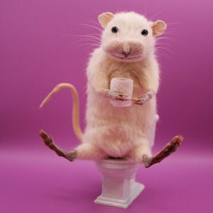 Piccolo simpatico topo ratto da toilette tassidermia curiosità stranezze carine