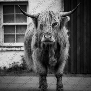 High resolution Scottish highland cow digital print - black and white - Multiple ratios included - 300 dpi JPGs