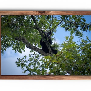 May include: A black bear cub sits in a tree with green leaves against a blue sky.
