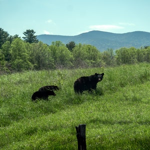 May include: A scenic outdoor shot featuring a family of black bears in a grassy field. The adult bear stands tall, while two cubs are nearby. Lush green grass and trees fill the background, with a mountain range under a blue sky.