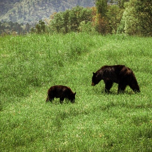 Cade&#39;s Cove Black Bears Instant Digital Download - Great Smoky Mountains Photography - 4 photo ratios included