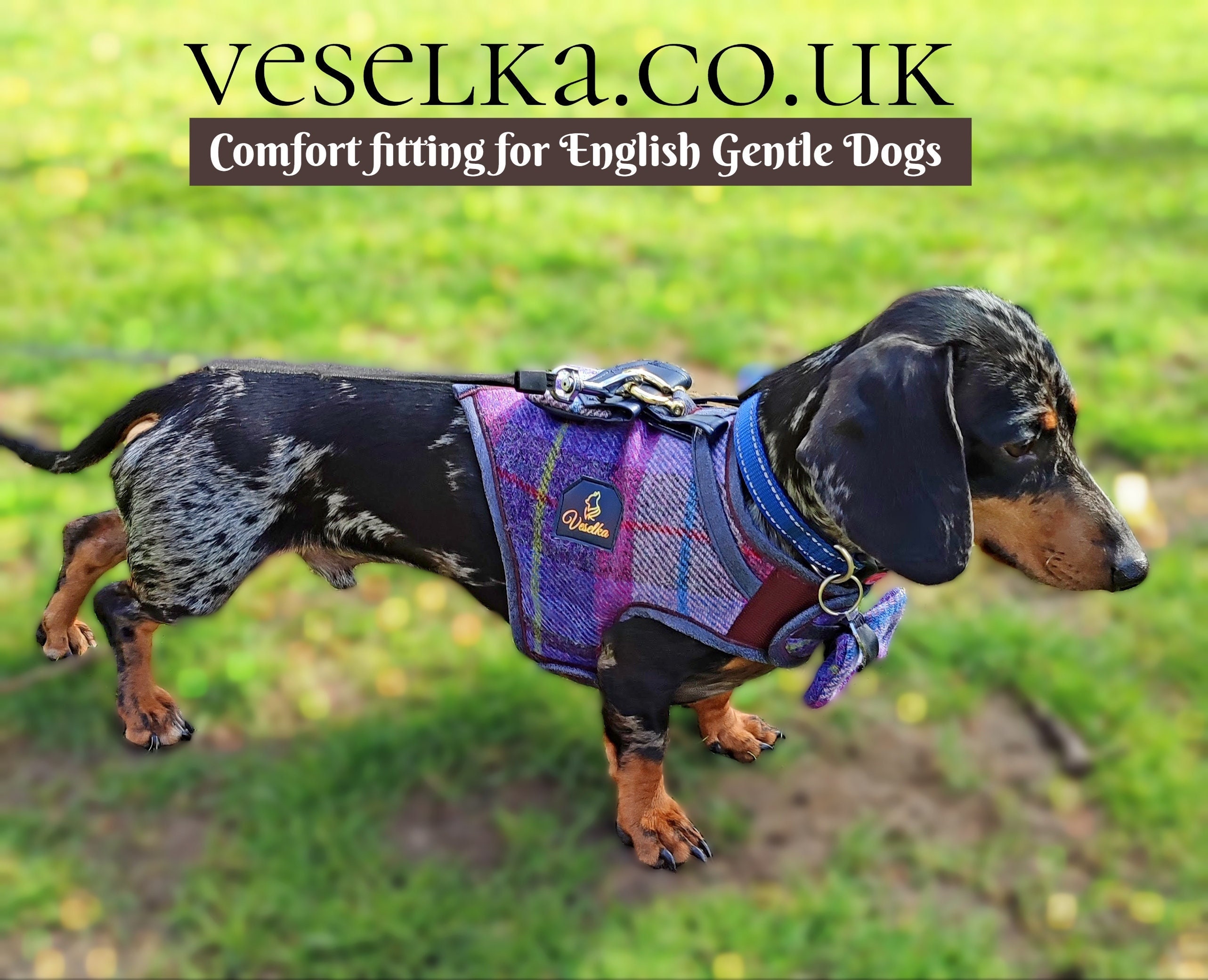 What Is The Best Harness For A Dachshund