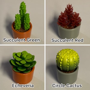May include: Four miniature succulent plants in small pots. The plants are labeled "Succulent Green", "Succulent Red", "Echeveria", and "Circle Cactus". The pots are orange and gray. The plants are green and red.