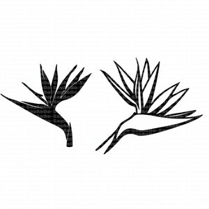 Oiseau de paradis Hawaï