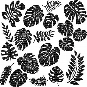 Monstera Tropical Leaves