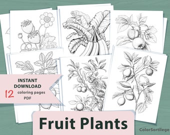 Elegant Fruit Coloring Pages | Adult Relaxation, 12 Page (PDF)