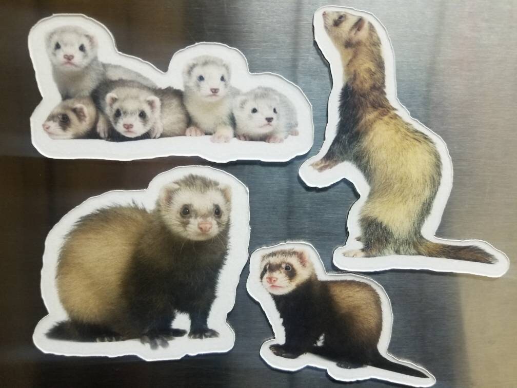 Ferret Sticker, Ferret Owner, Ferret Lover Gift, Ferret Mom, Ferret Dad ...