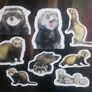 Autocollant de furet, propriétaire de furet, cadeau d’amant de furet, maman de furet, papa de furet, amoureux de furet, cadeau de furet, décor de furet, furet d’animal familier, flou