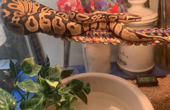 Reptile Bridge Snake Bridge Climbing Rope Small Pet Bridge Enclosure Decor Made to Order Etsy