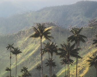 Montanhas ladeadas por palmeiras da Colômbia / Vale Cocora / Arte para impressão / Foto da natureza / Download digital / Decoração / Impressão artística