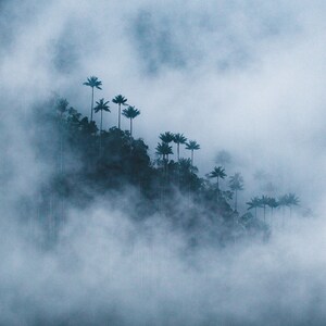 Palm Tree Mountains of Colombia / Fog / Cocora Valley / Printable Art / Nature Photo / Digital Download / Aesthetic Room Decor / Art Print