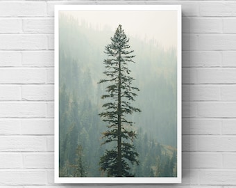 Hoge groenblijvende boomprint: minimalistische bosfotografie
