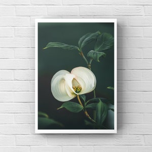 Flower Photography, Green and White Wall Decor, Botanical Print, Nature Prints, Floral Wall Art, Nature Photography, Flower Art Print