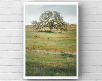 Può includere: Un solo grande albero di quercia verde si erge in un campo di erba verde con fiori selvatici. L'albero si trova al centro del campo e il cielo è nuvoloso.