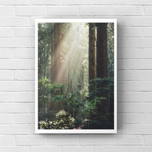 Redwood Forest, Woodland Photography, Humboldt County, Wilderness Wall Art, Nature Photography, Nature Art Print, Trees, Forest, Sun Rays