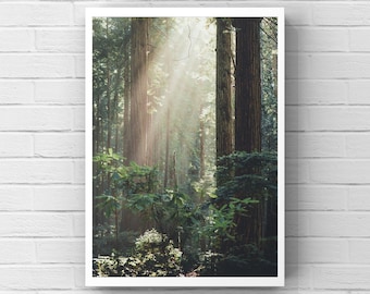 Redwood Forest-fotografie: Humboldt County Nature Art Print