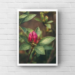 Nature Photography, Blooming Rhododendron, Vibrant Wall Art, Flower Wall Art, Botanical Print, Nature Art Print, Green Leaves, Flowers