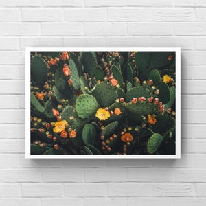 Nature Photography, Blooming Cactus, Vibrant Wall Art, Desert Wall Art, Botanical Print, Nature Art Print, Cactus, Flowers