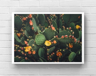 Bloeiende cactusprint: levendige woestijnfotografie, botanische muurkunst