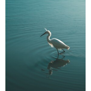Op de afbeelding: Een witte reiger met een lange, dunne snavel staat in een waterpartij met zijn reflectie zichtbaar. Het water is diepblauw van kleur.