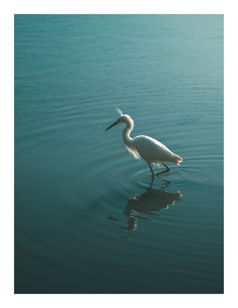 Op de afbeelding: Een witte reiger met een lange, dunne snavel staat in een waterpartij met zijn reflectie zichtbaar. Het water is diepblauw van kleur.
