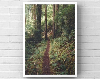 Fotografie van Redwood Forest Trail: natuurkunst in Humboldt County