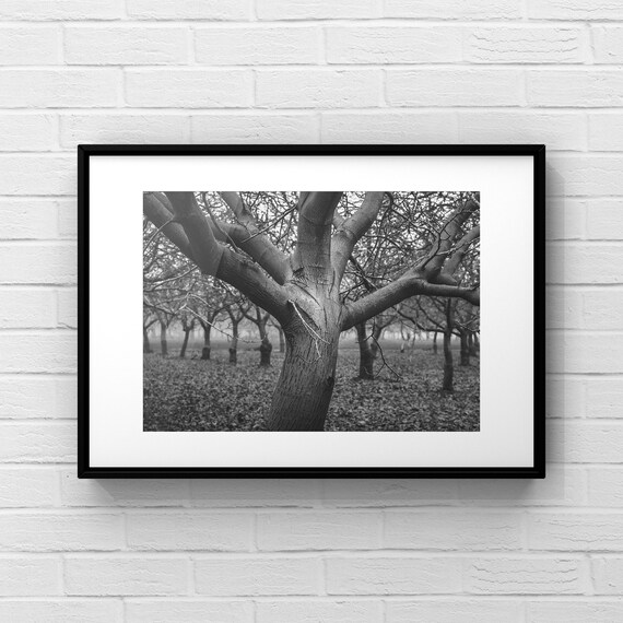 Black and White Orchard Wall Art Minimalist Photography Etsy
