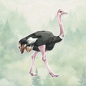 Waterproof vinyl ostrich sticker, Cute animal lover gift, Great decal for laptops, kindles, and water bottles