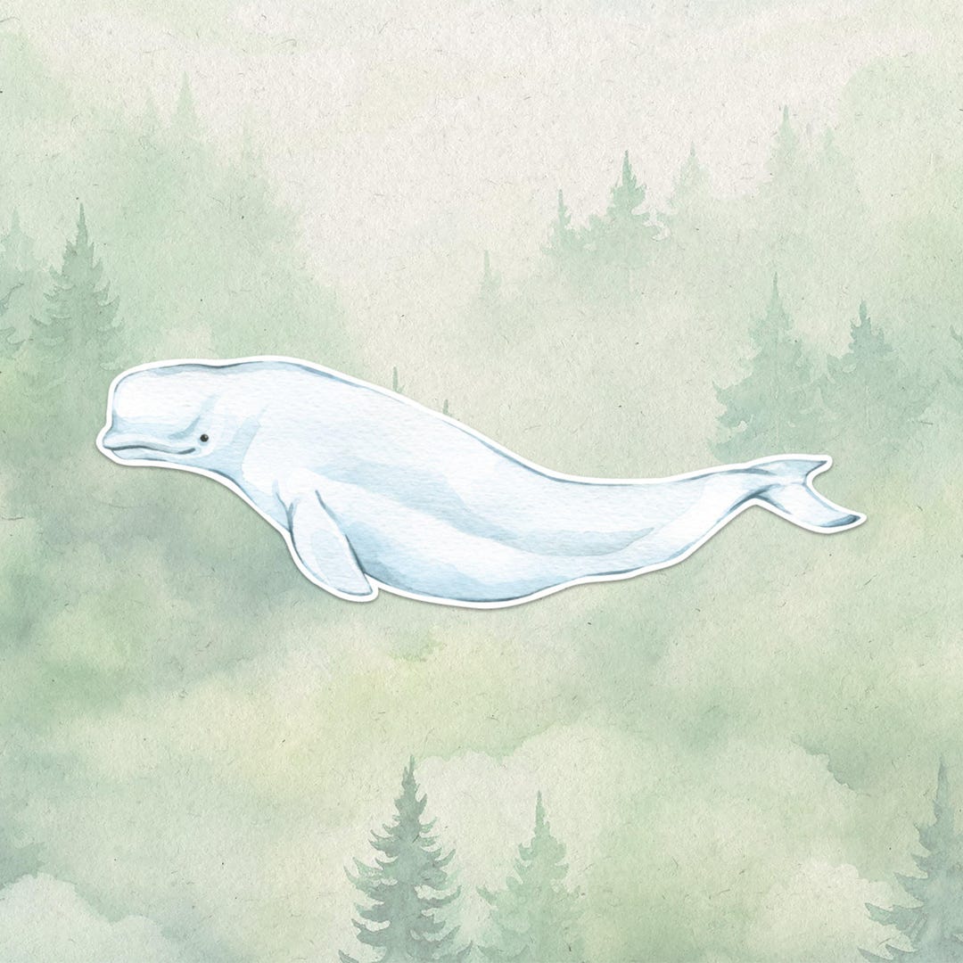 Waterproof Vinyl Beluga Whale Sticker, Cute Animal Lover Gift, Great ...