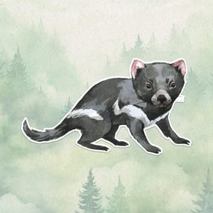 Op de afbeelding: Een aquarelillustratie van een Tasmaanse duivel met donkergrijze en zwarte vacht, voorzien van een opvallende witte borststreep, roze getinte oren en een lange staart, afgebeeld in zijaanzicht tegen een lichtgroene bosachtergrond.