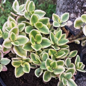 1 tige d'Apténia Variegata,plante grasse merveilleuse, résistante et mellifère 1 stem of Apténia Variegata, wonderful succulent,néon flower image 2