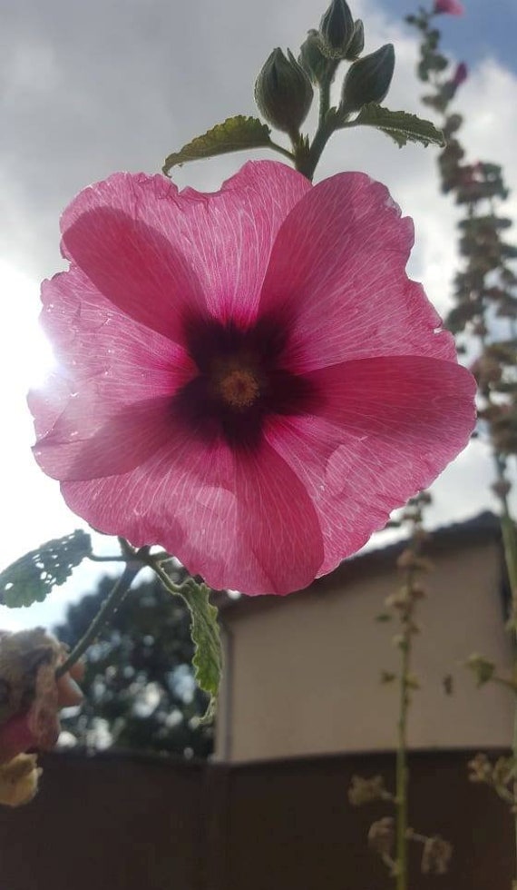 30 Graines | Tous Coloris Roses Trémières -Hollyhocks - Les Majestueuses Utiles et Persistantes 