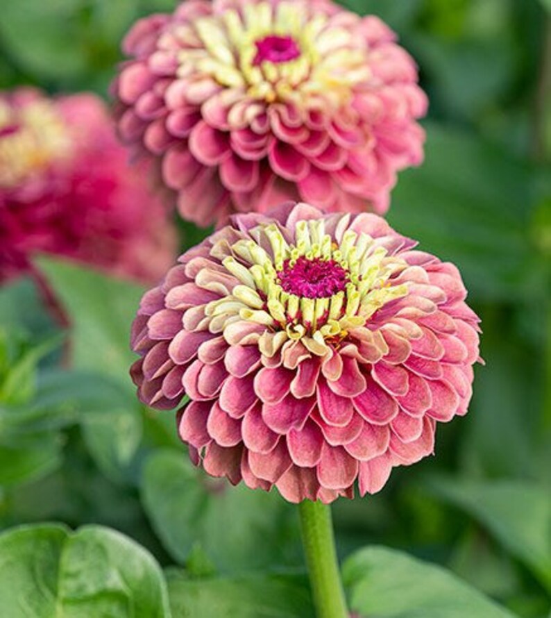 30 Seeds of queeny Lime Zinnias Mix All Colors - Etsy Canada