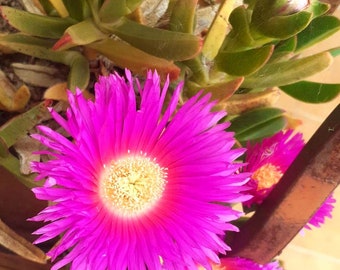 Éclat floral : Caprobrotus Edulis à rempoter - Une explosion de beauté rose pour tous vos coins