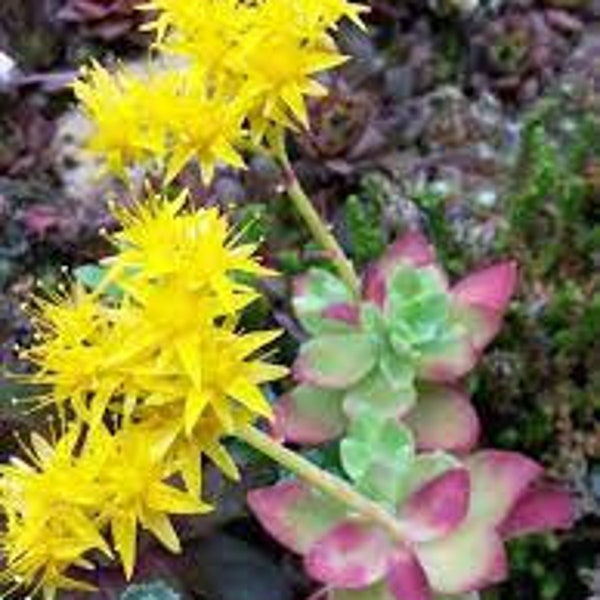 60 Zaden van Sedum Palméri met sterrengele bloemen decoratief het hele jaar door 60 zaden van Sedum Palméri! Sterrengele bloemen