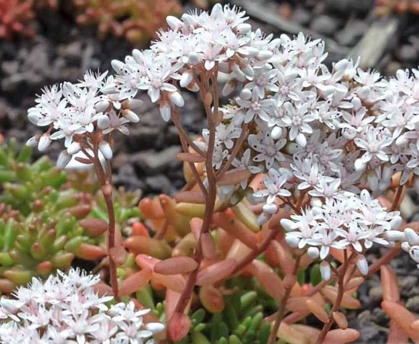 3 Pousses de Sedum Blanc, Très Décoratif, et Facile d'ancrage