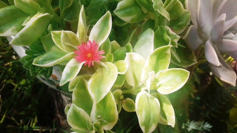 1 tige d'Apténia Variegata,plante grasse merveilleuse, résistante et mellifère 1 stem of Apténia Variegata, wonderful succulent,néon flower image 7