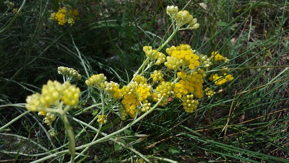 Lot de Graines -Idéal Potager - Mellifères, Persistantes | Immortelles-Roses Trémières-Coronille-Apt