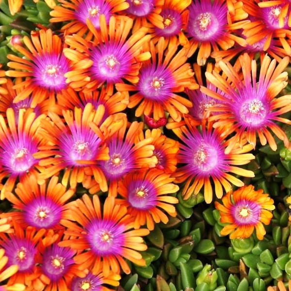 200 Graines de délosperma , variétés luineuses ! "Pink wonder, jewel of desert, orange sunset"