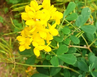 Coronille Vivace : 50 graines pour un jardin parfumé et éclatant de fleurs jaunes !