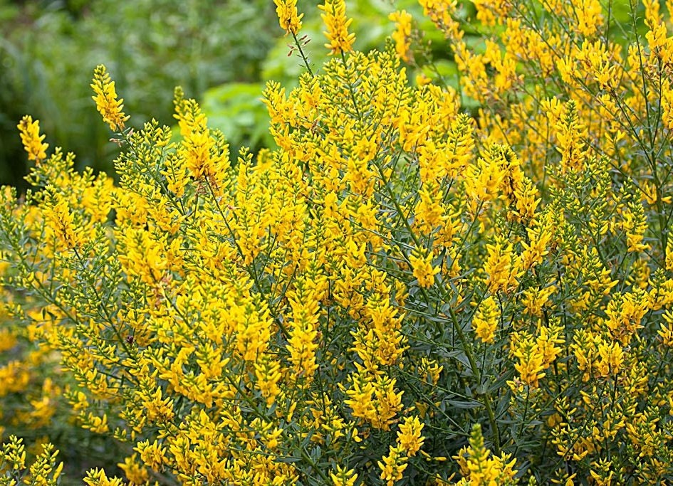 Super Lot Mellifère, Spécial Potager