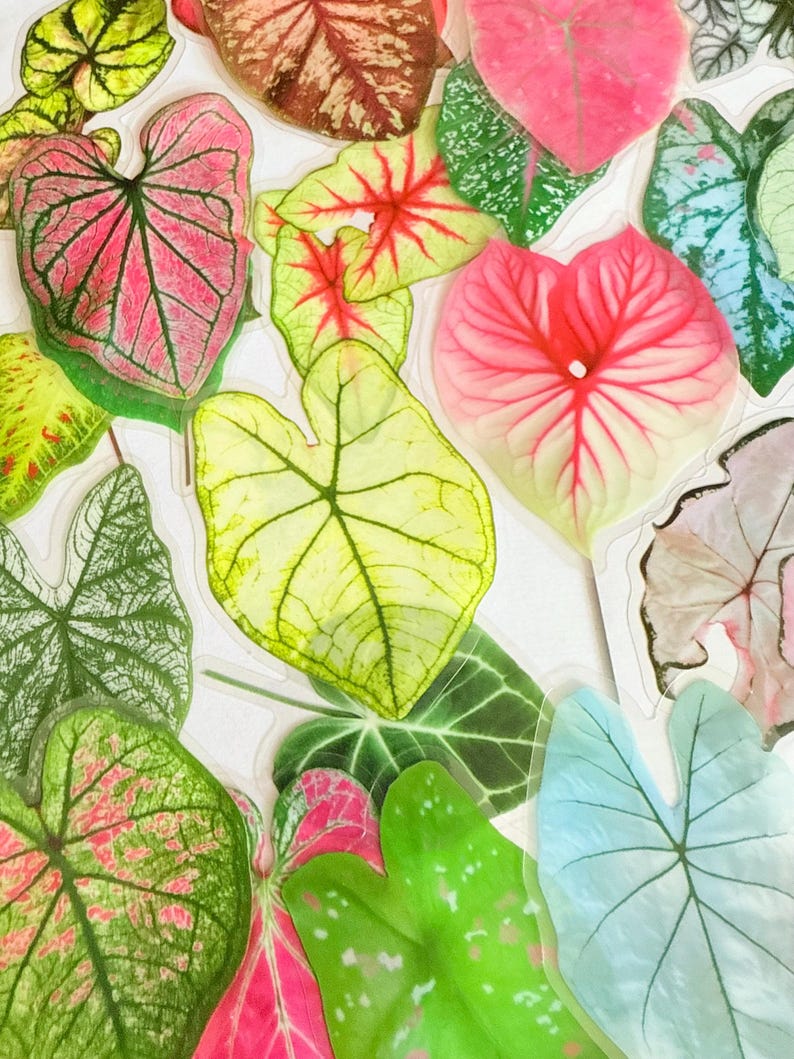 May include: A collection of colorful Caladium leaf stickers in various shapes and sizes. The leaves display a range of colors, including pink, green, red, and yellow, with intricate vein patterns. These decorative stickers are perfect for crafting and scrapbooking.