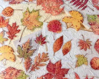 Set of leaf stickers, green leaves, orange leaves, plant stickers, bullet journal stickers, autumn leaves