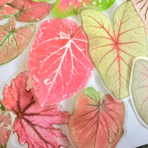 May include: Assortment of colorful leaf-shaped stickers. The stickers feature various shades of pink, green, and yellow, with detailed vein patterns. Some stickers have a glossy finish, while others appear matte.