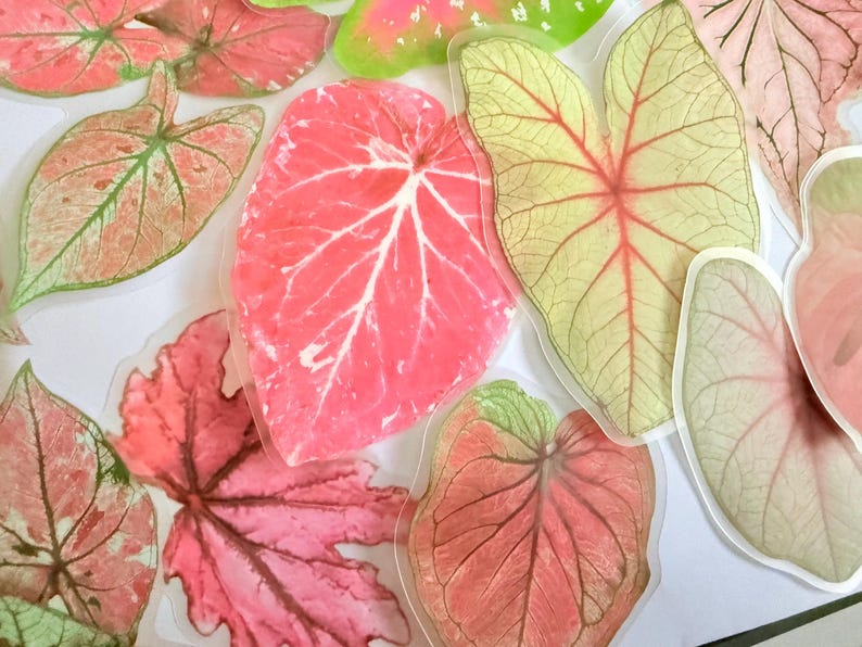 May include: Assortment of colorful leaf-shaped stickers. The stickers feature various shades of pink, green, and yellow, with detailed vein patterns. Some stickers have a glossy finish, while others appear matte.