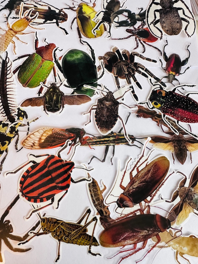 Large Vinyl Transparent Insect Stickers | Die Cut Decal Set ...