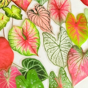 May include: A collection of colorful Caladium leaves in various shades of pink, red, green, and white. The leaves have unique patterns and textures, creating a vibrant and eye-catching display. The leaves are arranged on a white background.