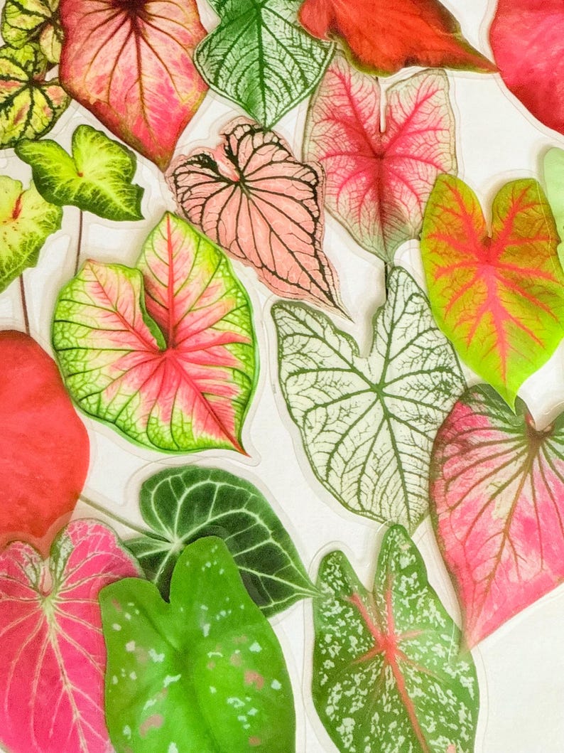 May include: A collection of colorful Caladium leaves in various shades of pink, red, green, and white. The leaves have unique patterns and textures, creating a vibrant and eye-catching display. The leaves are arranged on a white background.